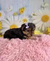 Josie, a female Yorkshire Terrier for sale in Ripley, MS – 2 of 10