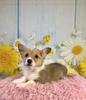 Jellybean , a female Pembroke Welsh Corgi for sale in Ripley, MS – 6 of 10