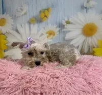 Shiloh , a female Miniature Schnauzer for sale in Ripley, MS – 6 of 8