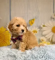 Finn, a male Miniature Goldendoodle for sale in Ripley, MS – 4 of 10