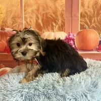 Tito, a male Morkie for sale in Ripley, MS – 3 of 8