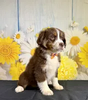 Hunter, a male Miniature Australian Shepherd for sale in Ripley, MS – 2 of 8