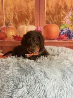Bear, a male Miniature Dachshund for sale in Ripley, MS – 3 of 8
