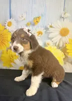 Mae mae, a female Australian Shepherd for sale in Ripley, MS – 5 of 6