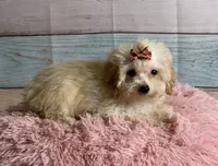 Winnie, a female Poodle - Toy  for sale in Ripley, MS – 2 of 7