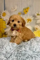 Jack , a male Miniature Goldendoodle for sale in Ripley, MS – 5 of 10