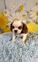 Cavapoo, a male Cavapoo for sale in Ripley, MS – 9 of 10
