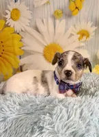 Skylar , a male Teddy Roosevelt Terrier for sale in Ripley, MS – 3 of 10