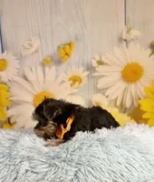 Tucker, a male Morkie for sale in Ripley, MS – 2 of 10