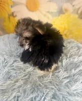 Pac-Man, a male Yorkshire Terrier for sale in Ripley, MS – 6 of 10