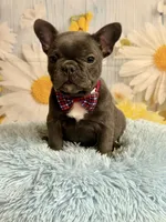 Pedro , a male French Bulldog for sale in Ripley, MS – 6 of 10