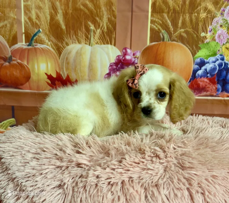 Molly – Cocker Spaniel puppy for sale in Ripley, MS