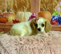 Molly, a female Cocker Spaniel for sale in Ripley, MS – 1 of 9