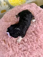 Ivy, a female Schnoodle and Yorkshire Terrier for sale in Ripley, MS – 10 of 10