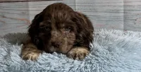 Bojangles , a male Cocker Spaniel for sale in Ripley, MS – 2 of 10