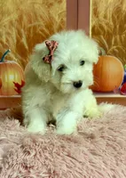 Cotton , a female Maltipoo for sale in Ripley, MS – 7 of 10