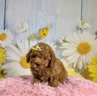 Rosie, a female Poodle - Miniature  for sale in Ripley, MS – 2 of 10
