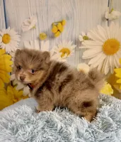 Jasper, a male Pomeranian for sale in Ripley, MS – 4 of 10