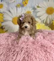 Peaches, a female Poodle - Toy  for sale in Ripley, MS – 2 of 10
