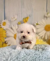 Archie , a male Poodle - Toy  and Poodle - Miniature  for sale in Ripley, MS – 4 of 10