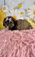 Izzy, a female Shihpoo for sale in Ripley, MS – 2 of 4