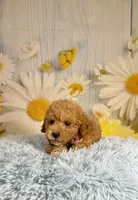 Leo, a male Miniature Goldendoodle for sale in Ripley, MS – 6 of 10