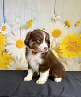 Hunter, a male Miniature Australian Shepherd for sale in Ripley, MS – 7 of 8