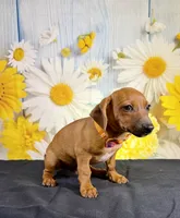 Rolo, a male Chihuahua and Miniature Dachshund for sale in Ripley, MS – 7 of 7