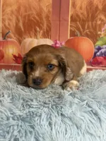 Ash, a male Miniature Dachshund for sale in Ripley, MS – 7 of 10