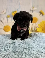 Tony, a male Miniature Schnauzer for sale in Ripley, MS – 2 of 9