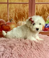 Cotton , a female Maltipoo for sale in Ripley, MS – 5 of 10
