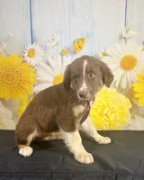 Cowboy , a male Australian Shepherd for sale in Ripley, MS – 2 of 2