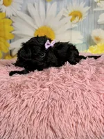 Lulu, a female Morkie for sale in Ripley, MS – 3 of 10