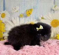 Ember, a female Pomeranian for sale in Ripley, MS – 5 of 7