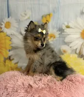 Millie, a female Pomeranian for sale in Ripley, MS – 5 of 10