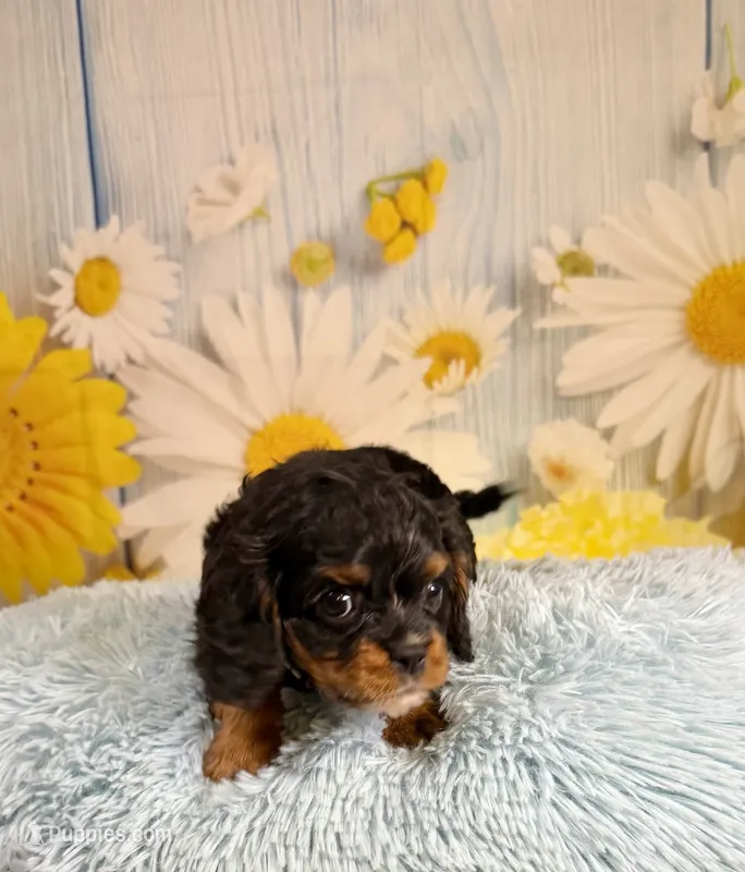 Bentley  – Cavapoo puppy for sale in Ripley, MS