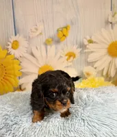Bentley , a male Cavapoo for sale in Ripley, MS – 1 of 7