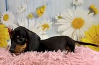 Olive, a female Miniature Dachshund for sale in Ripley, MS – 3 of 8