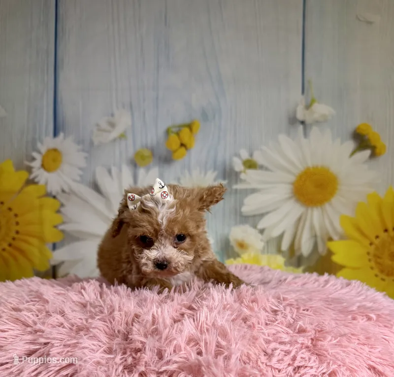 Hattie – Poochon puppy for sale in Ripley, MS
