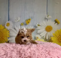 Hattie, a female Poochon for sale in Ripley, MS – 1 of 8
