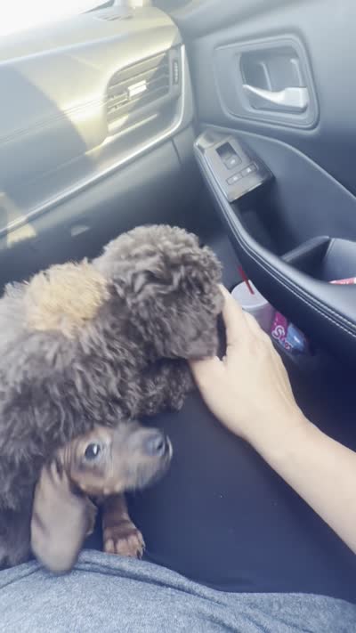Jill, a female Poodle - Toy  for sale in Ripley, MS – 10 of 10