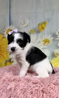 Nala, a female Miniature Schnauzer for sale in Ripley, MS – 1 of 8