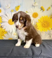 Hunter, a male Miniature Australian Shepherd for sale in Ripley, MS – 8 of 8