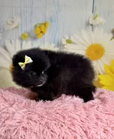 Ember, a female Pomeranian for sale in Ripley, MS – 3 of 7