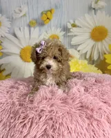 Peaches, a female Poodle - Toy  for sale in Ripley, MS – 4 of 10