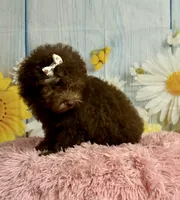 Coco, a female Poodle - Toy  for sale in Ripley, MS – 7 of 10
