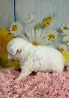 Pearl, a female Poodle - Toy  and Poodle - Miniature  for sale in Ripley, MS – 6 of 9