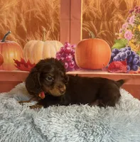 Bear, a male Miniature Dachshund for sale in Ripley, MS – 6 of 8