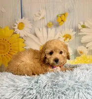 Jack , a male Miniature Goldendoodle for sale in Ripley, MS – 3 of 10