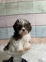 Coco, a female Shih Tzu for sale in Ripley, MS – 5 of 8
